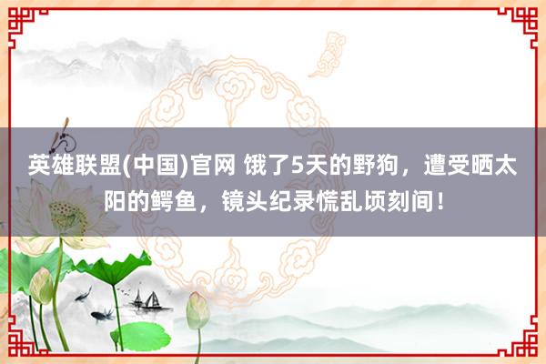 英雄联盟(中国)官网 饿了5天的野狗，遭受晒太阳的鳄鱼，镜头纪录慌乱顷刻间！