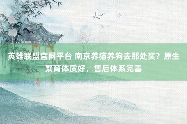 英雄联盟官网平台 南京养猫养狗去那处买？原生繁育体质好，售后体系完善